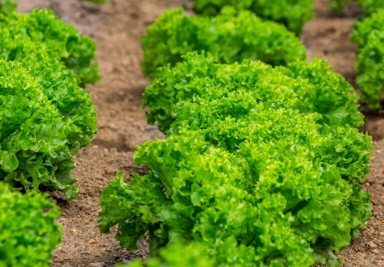 Walmart : la blockchain pour lutter contre la propagation de la bactérie E. Coli
