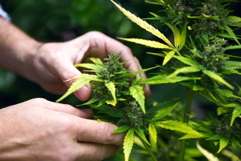 Les crypto-monnaies sont-elles une solution pour le marché du cannabis ?