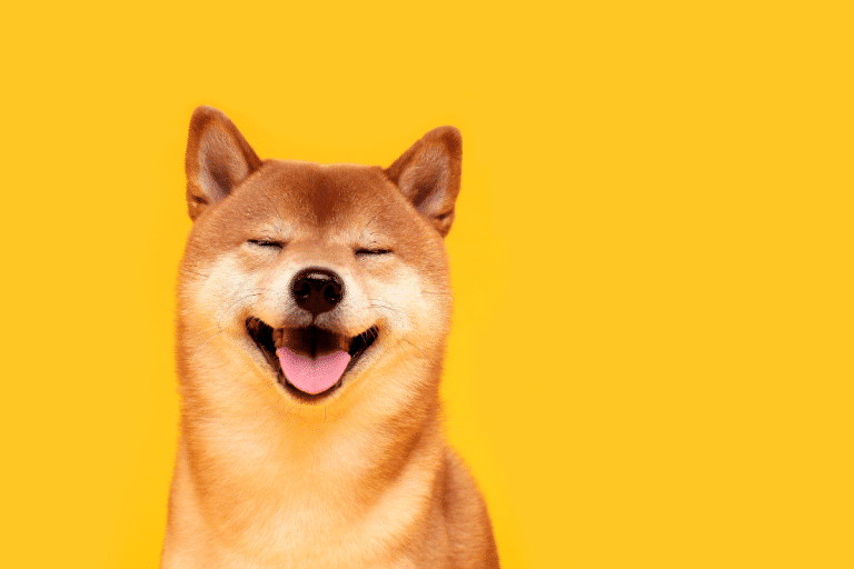 Shiba Inu en pleine envolée : l’analyste crypto dévoile le pic à atteindre